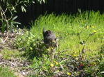 Click on one of the size names above to enlarge this image