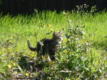 Click on one of the size names above to enlarge this image