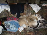 Click on one of the size names above to enlarge this image