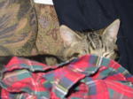 Click on one of the size names above to enlarge this image