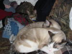 Click on one of the size names above to enlarge this image