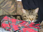 Click on one of the size names above to enlarge this image