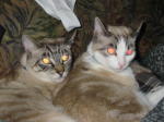 Click on one of the size names above to enlarge this image