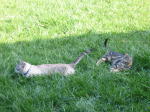 Click on one of the size names above to enlarge this image