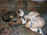 Click on one of the size names above to enlarge this image