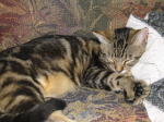 Click on one of the size names above to enlarge this image