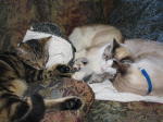 Click on one of the size names above to enlarge this image