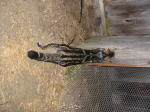 Click on one of the size names above to enlarge this image