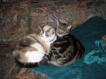 Click on one of the size names below to enlarge this image
