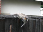 Click on one of the size names above to enlarge this image