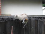 Click on one of the size names above to enlarge this image