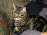 Click on one of the size names above to enlarge this image