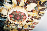 Click on one of the size names below to enlarge this image