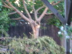 Click on one of the size names below to enlarge this image