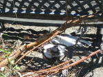 Click on one of the size names below to enlarge this image